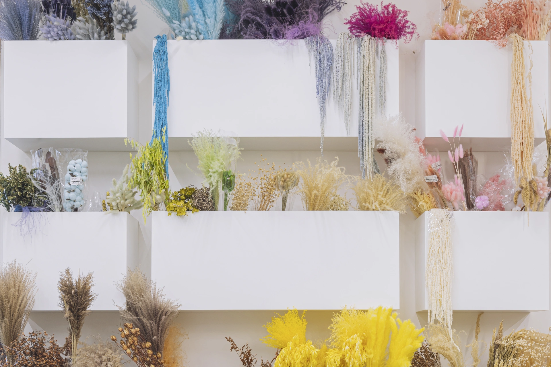 Радужная стена из сухоцветов